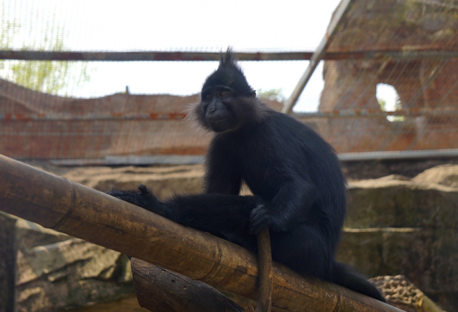 Black-crested mangabey