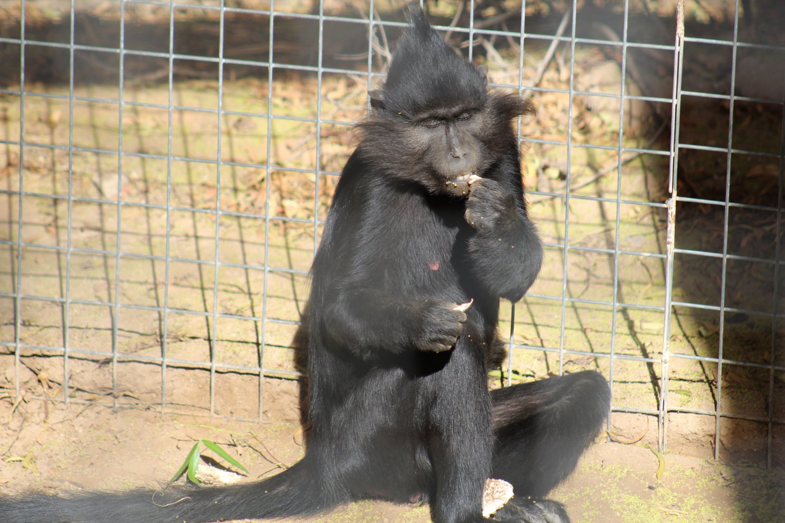 Black-Crested Mangabey
