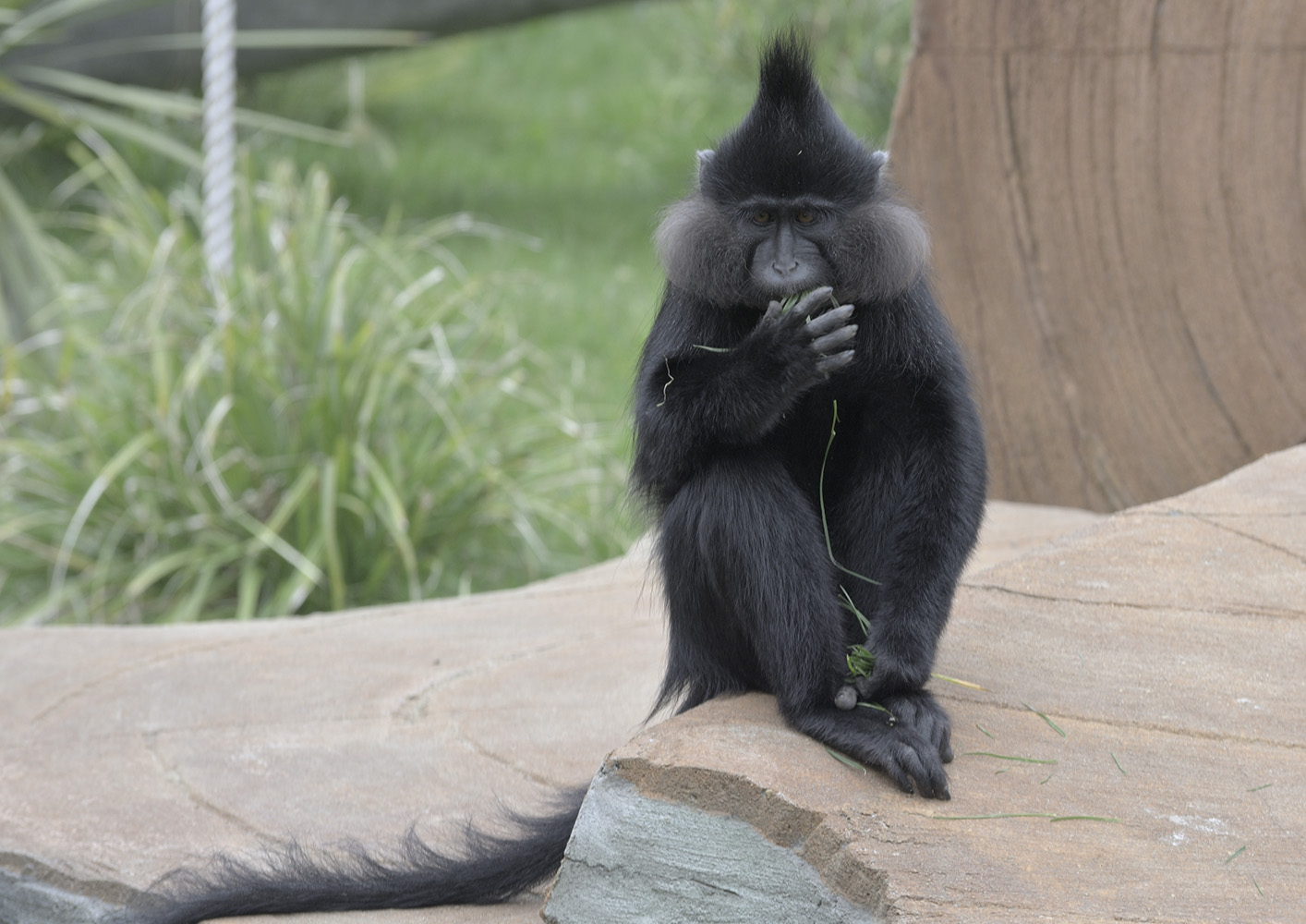 Black crested mangabey