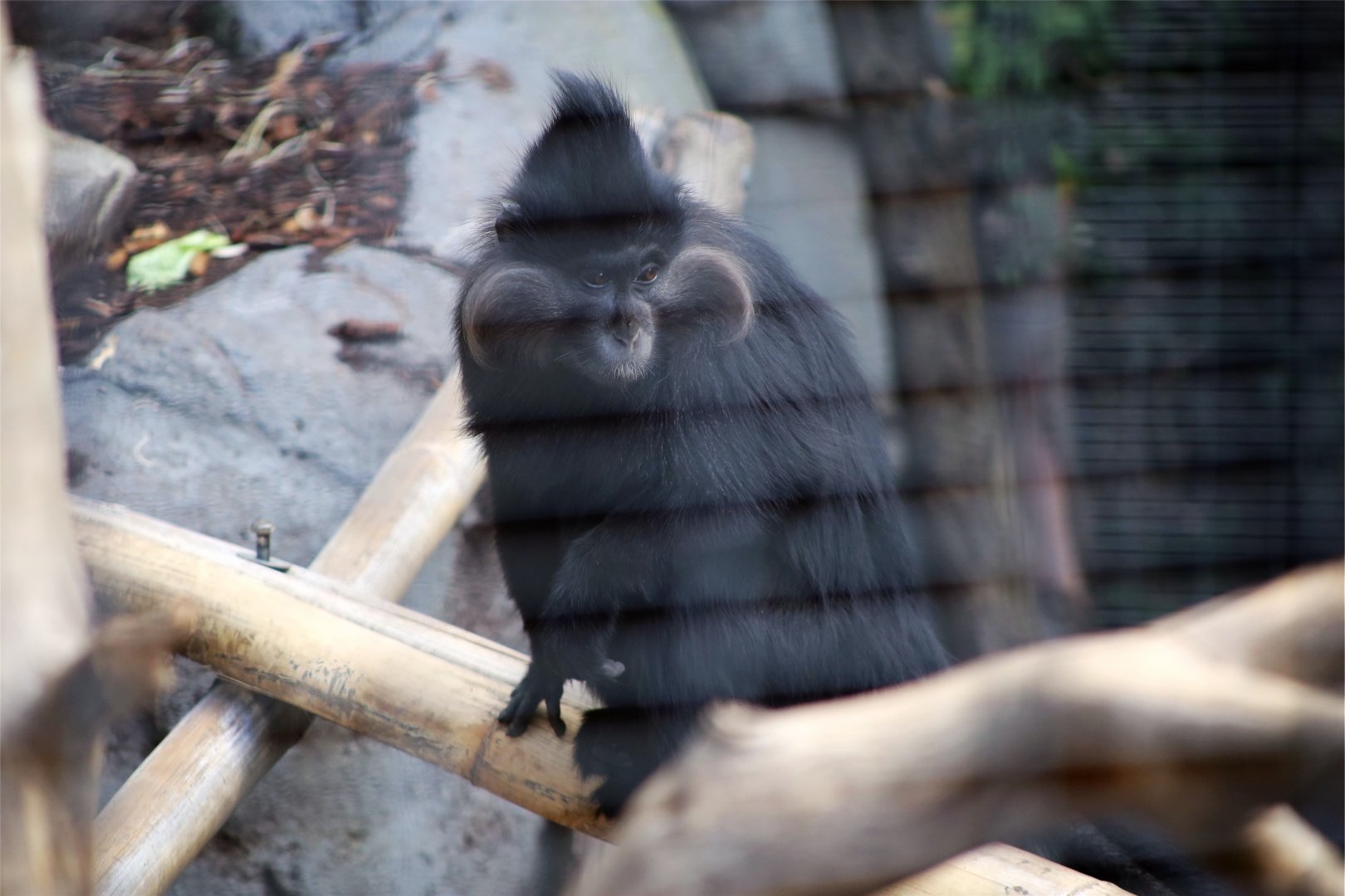Black crested mangabey
