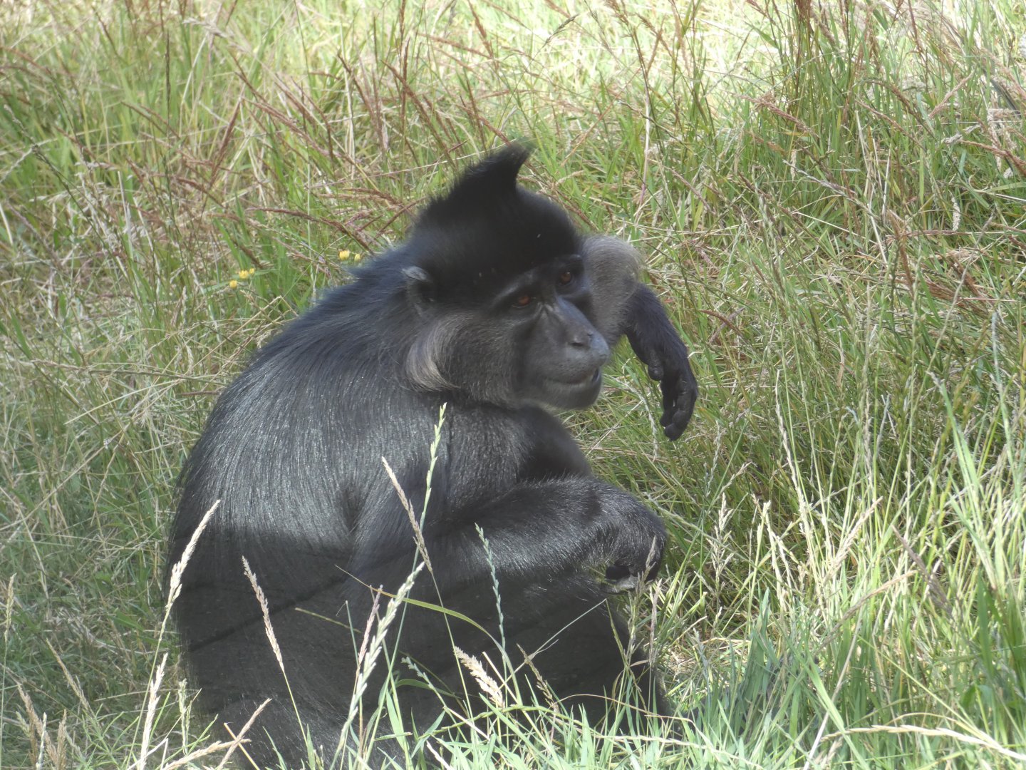 Black-crested Mangabey