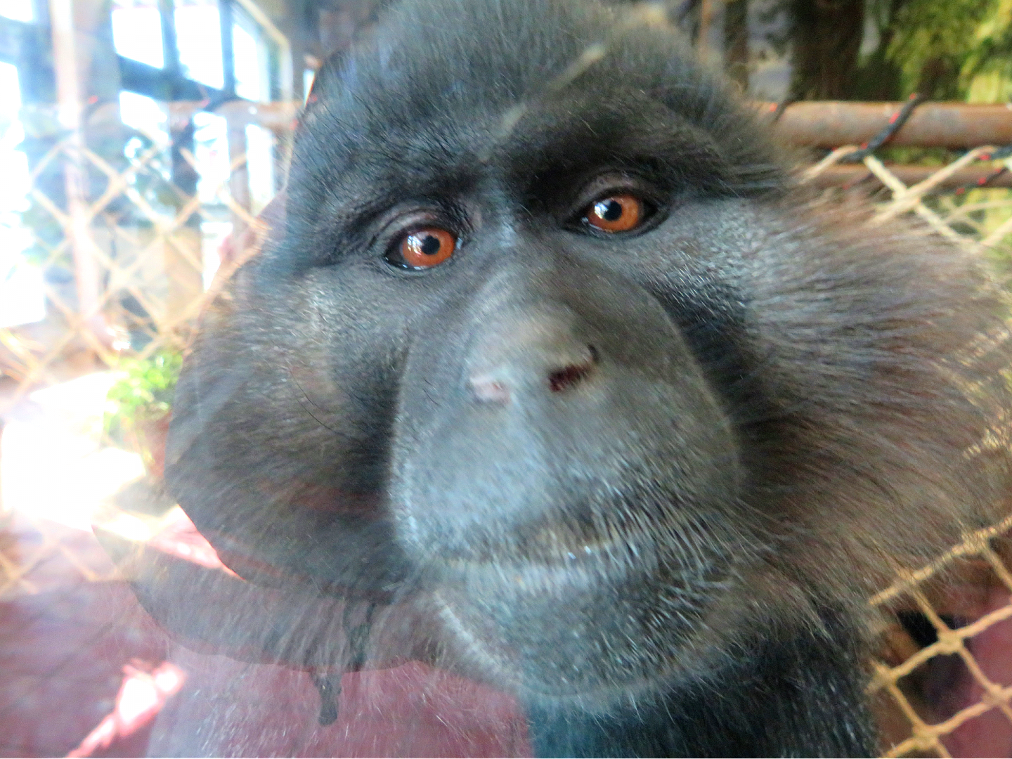 Black crested mangabey