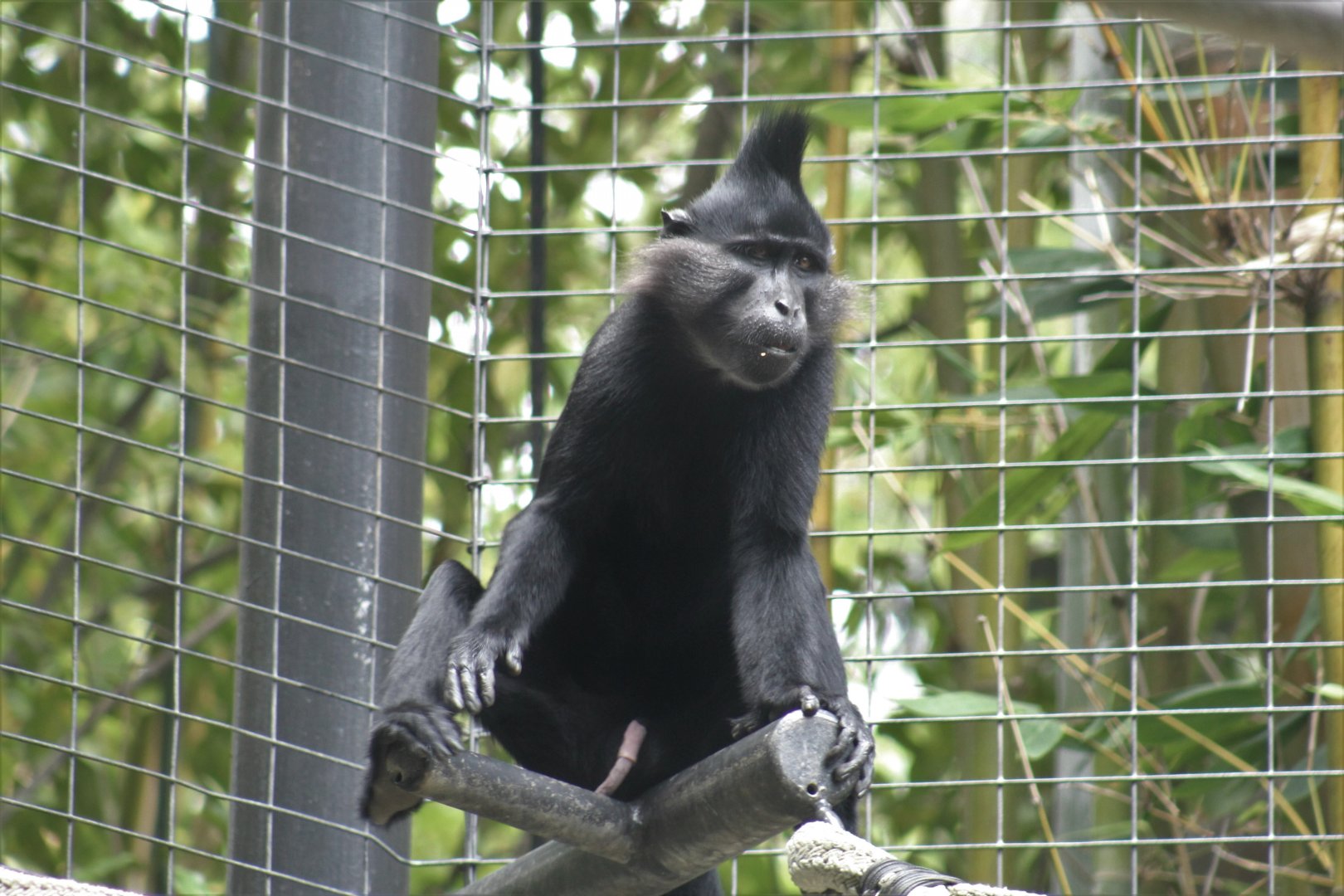 Black-Crested Mangabey