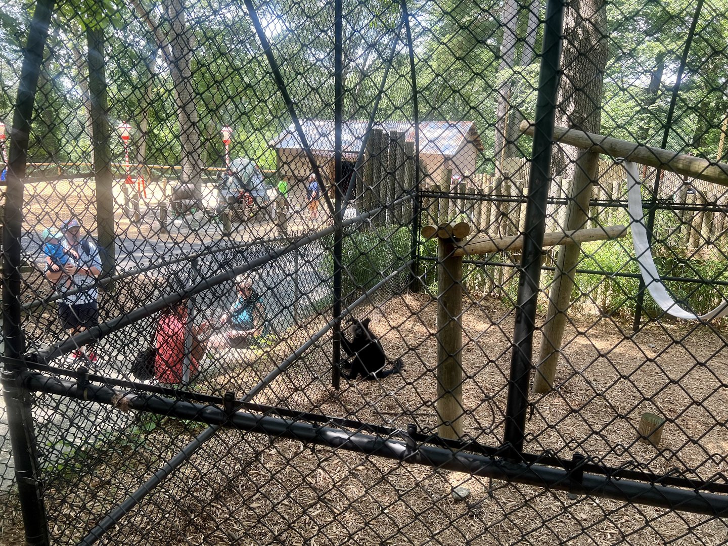 Black-crested Mangabey