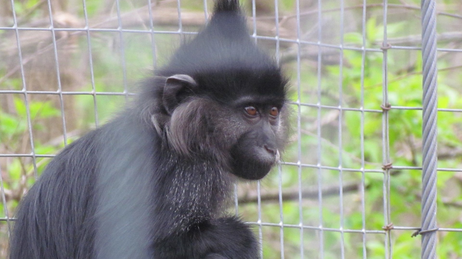 Black Crested Mangabey