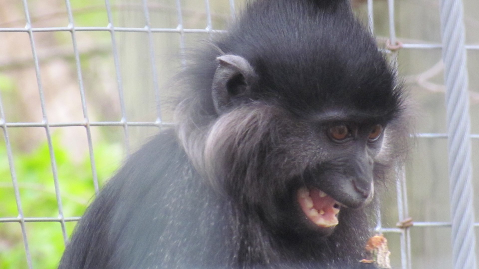 Black Crested Mangabey