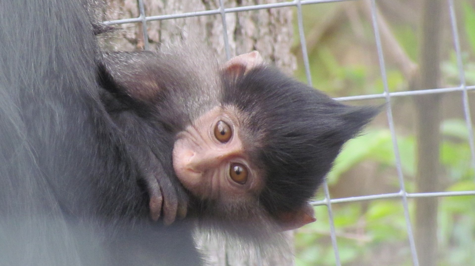 Black Crested Mangabey