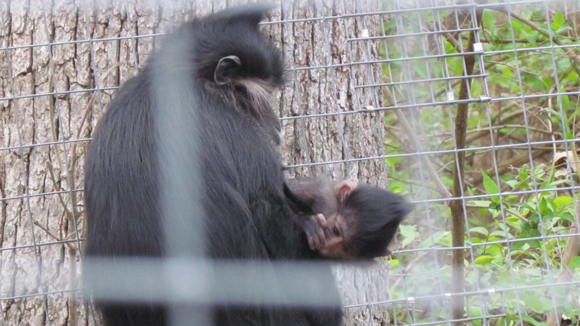 Black Crested Mangabey