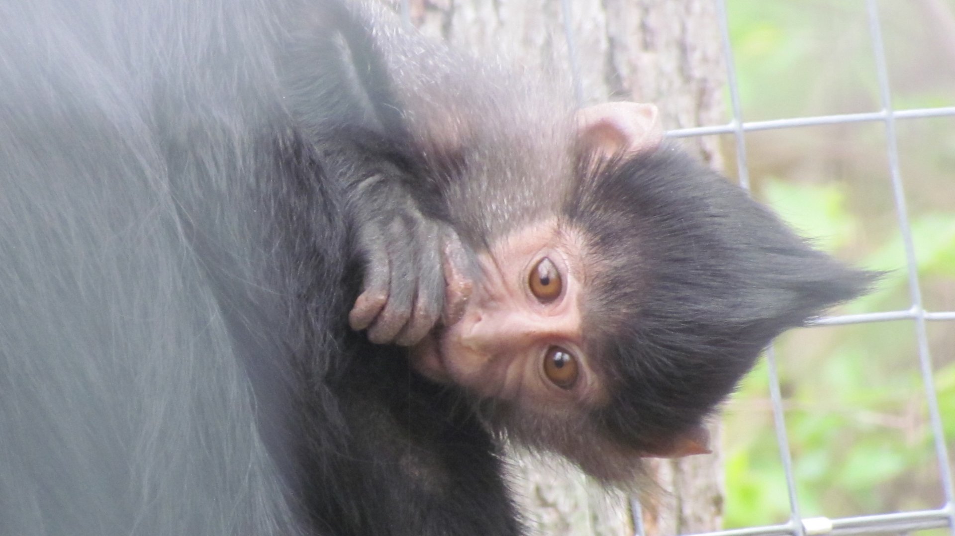 Black Crested Mangabey