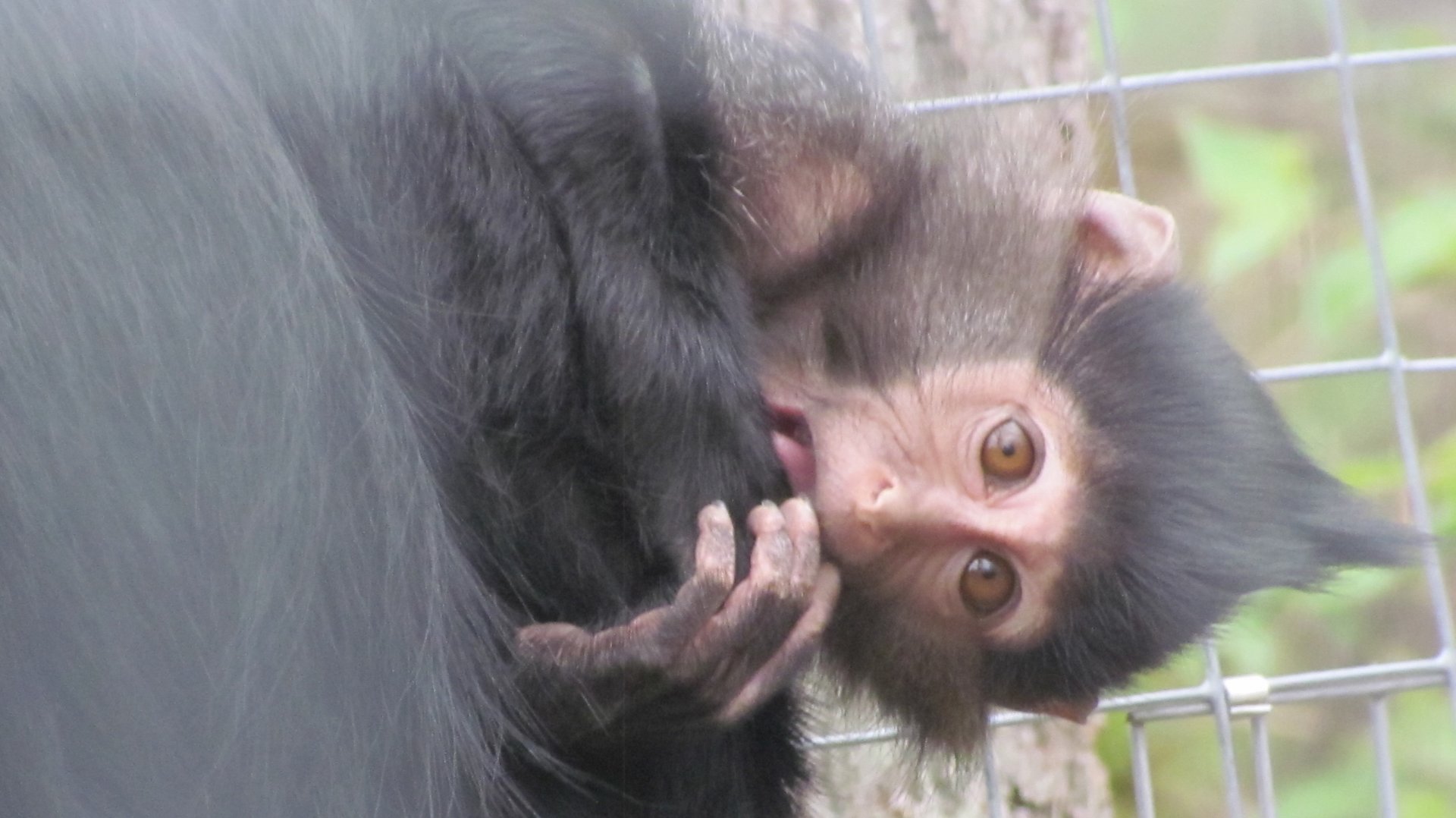 Black Crested Mangabey