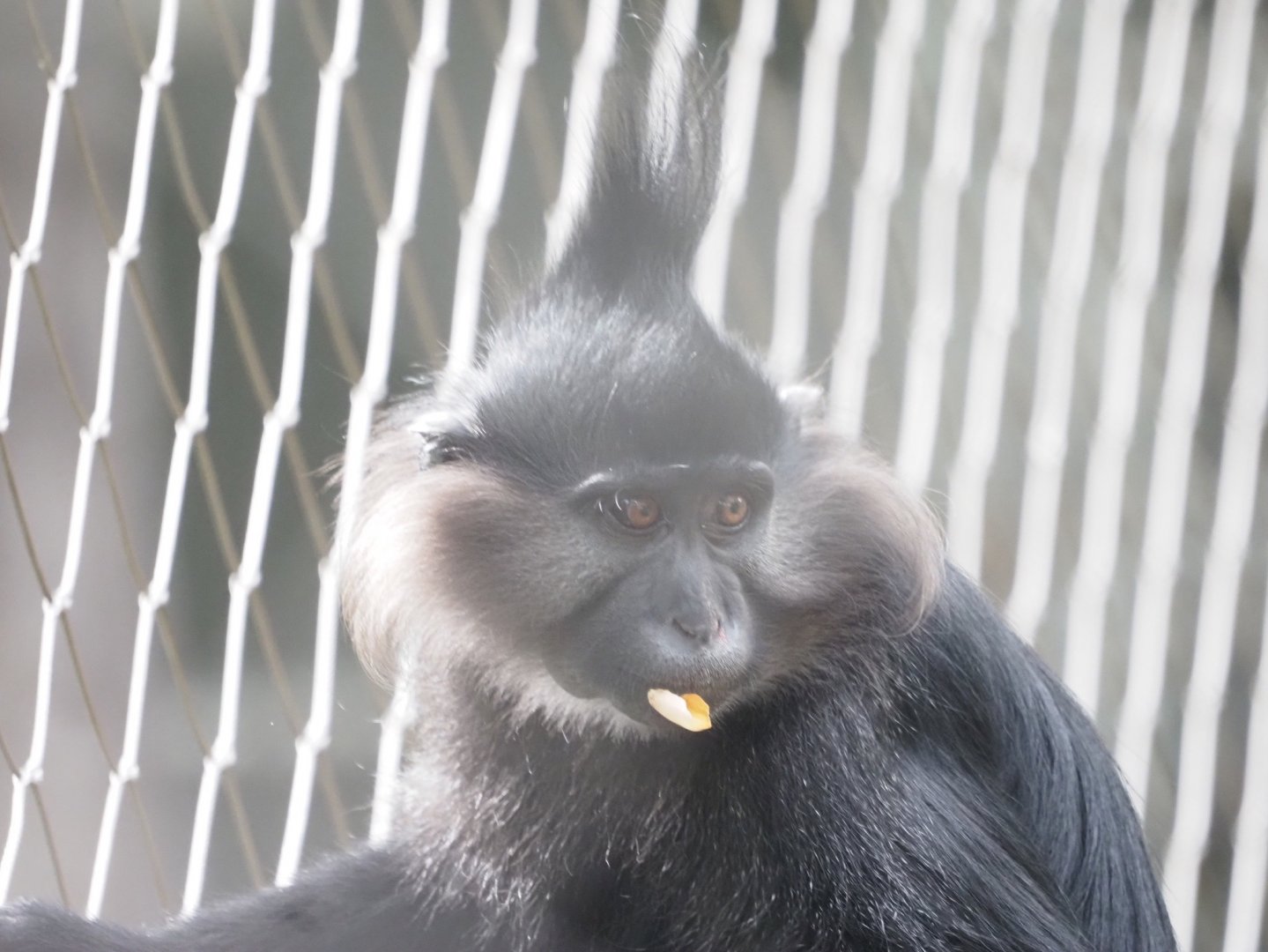 Black Crested Mangabey