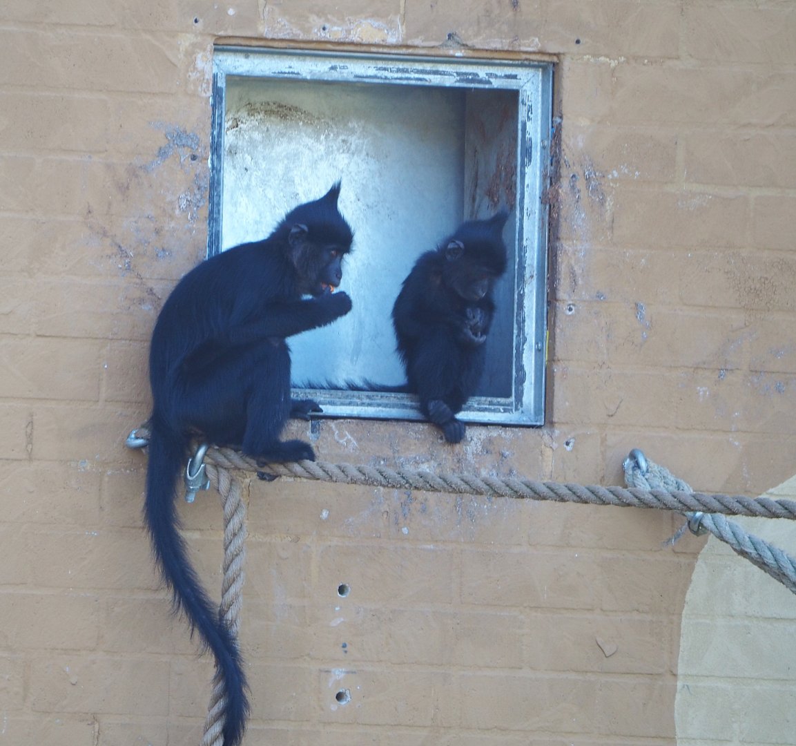 Black crested mangabeys (Lophocebus aterrimus), 2019-09-15