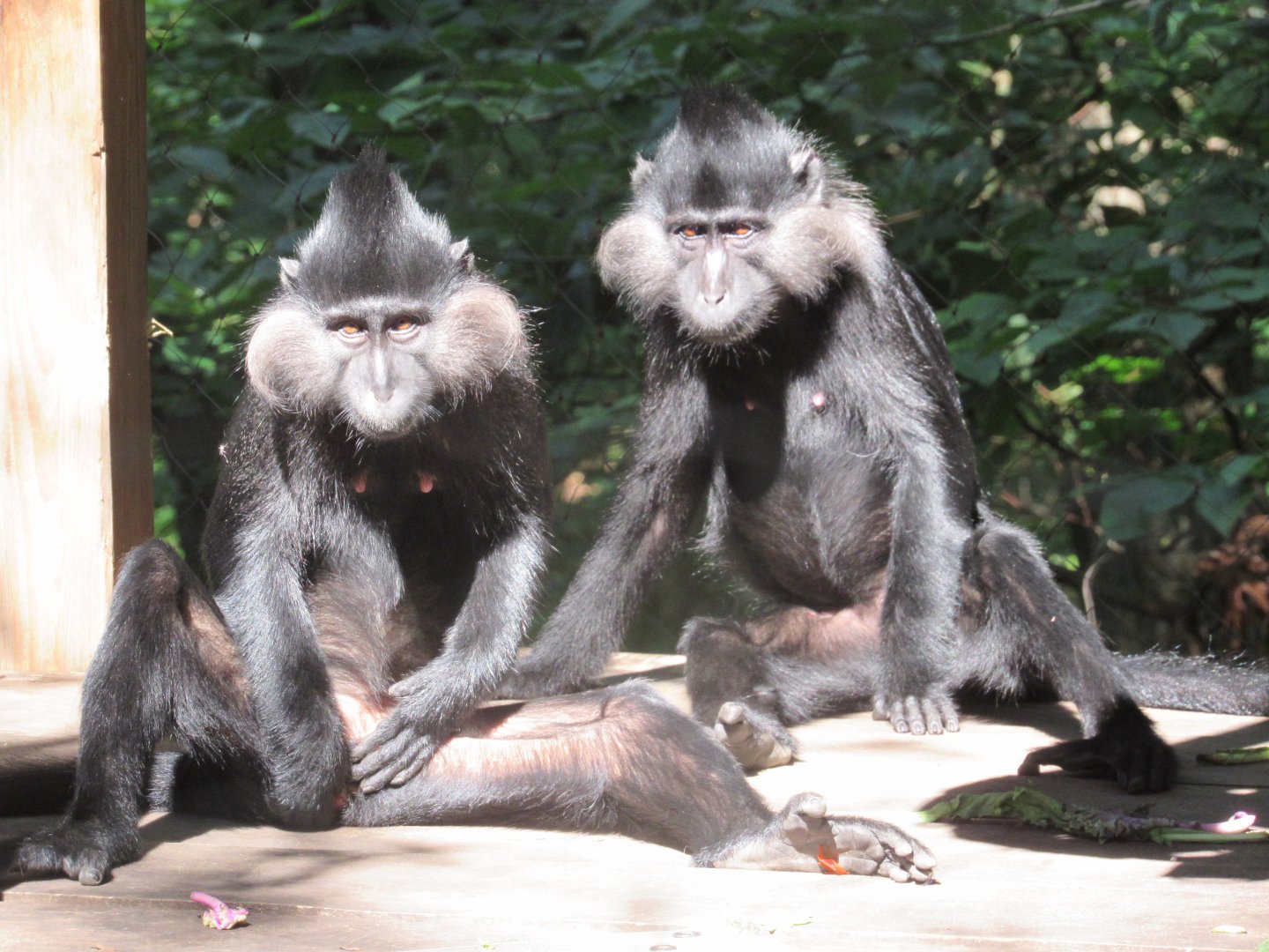 Black-crested Mangabeys