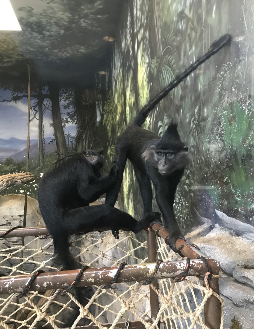 Black-Crested Mangaby