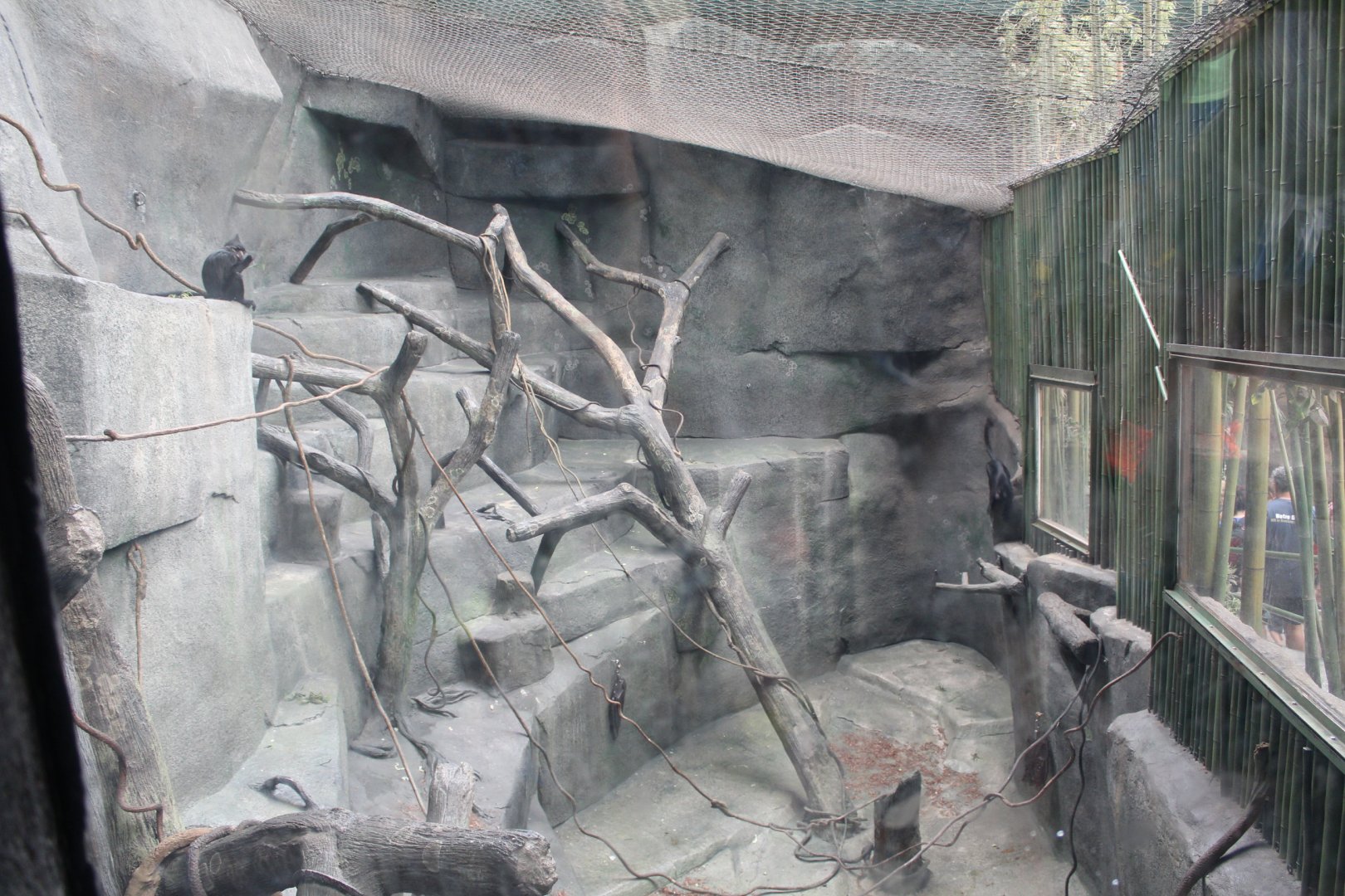 Black-Crested Mangeby Exhibit - Tropic World