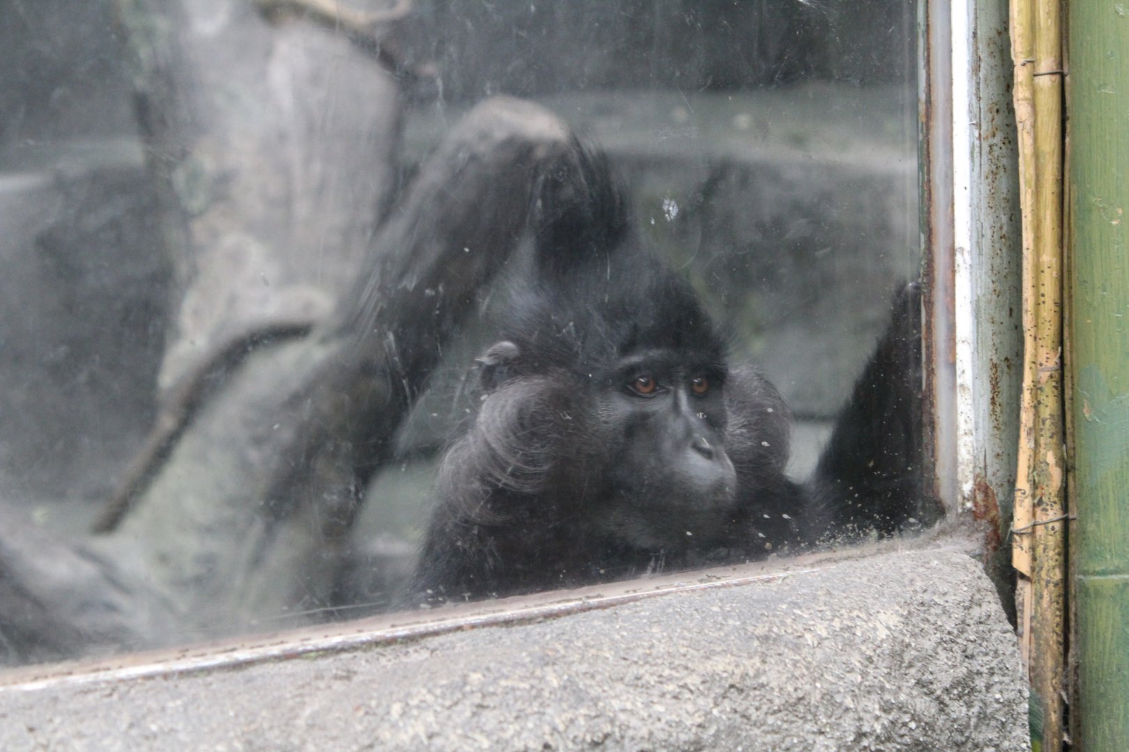 Black-Crested Mangeby