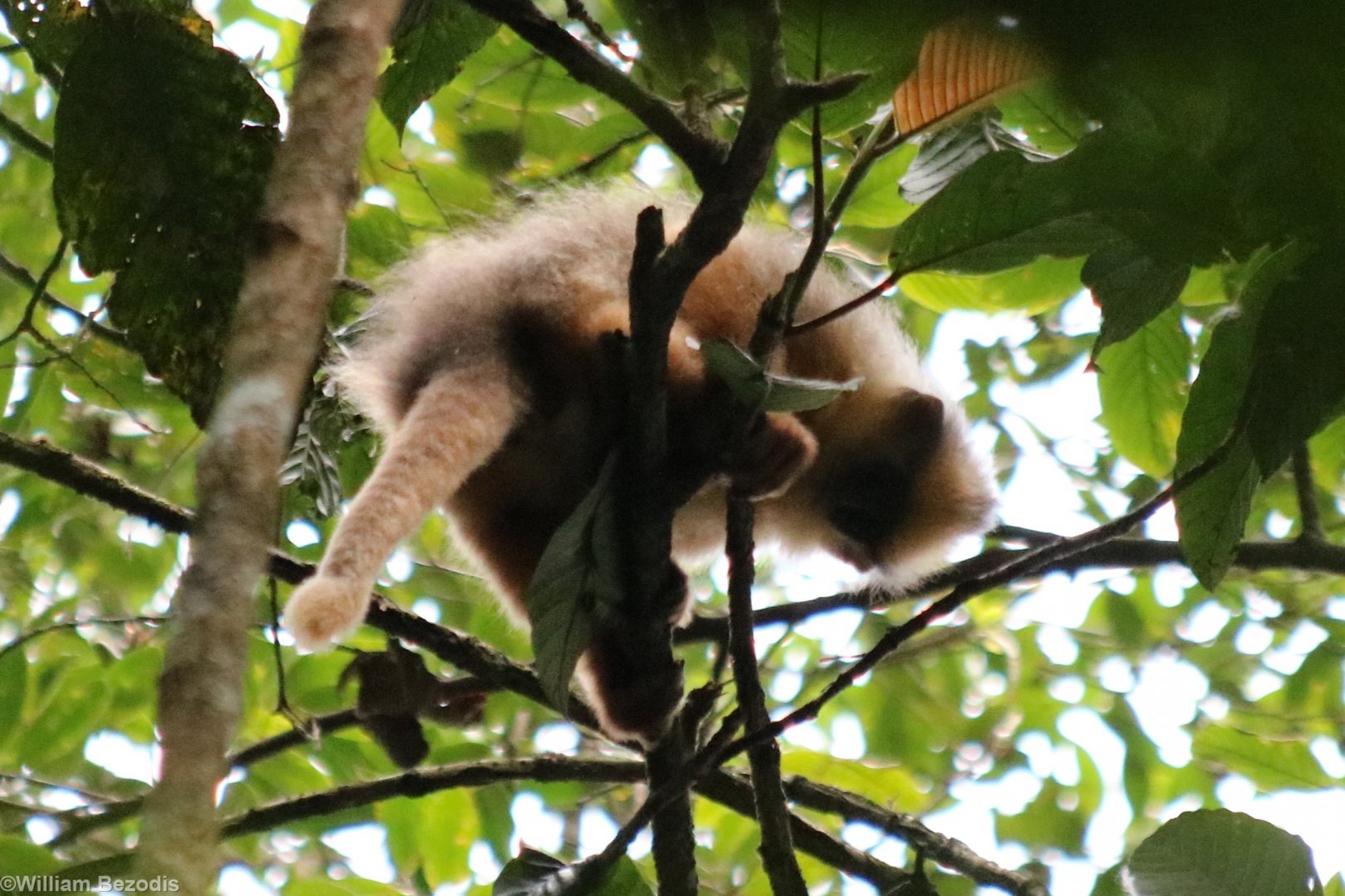 Black-crested Sumatran Langur