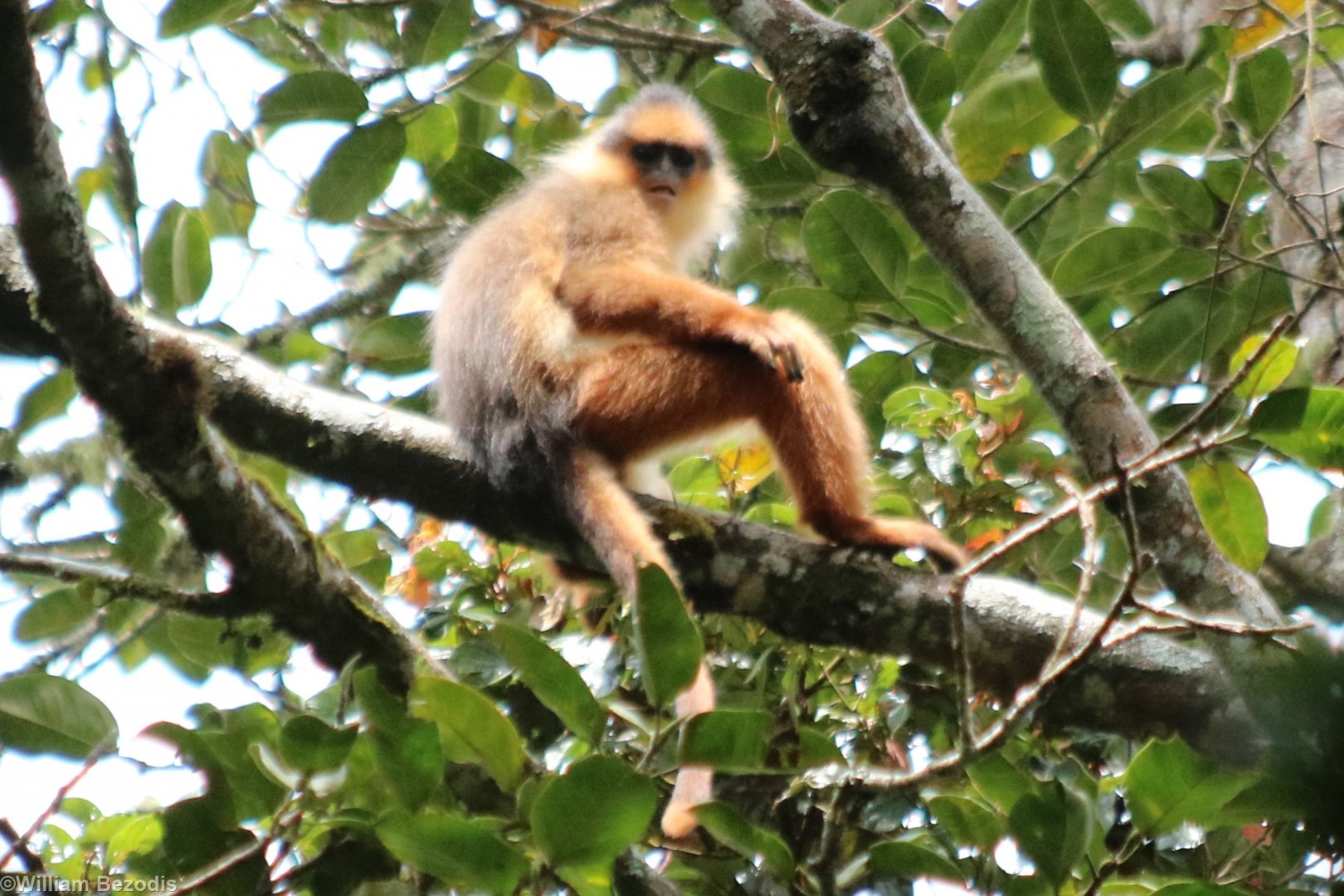 Black-crested Sumatran Langur