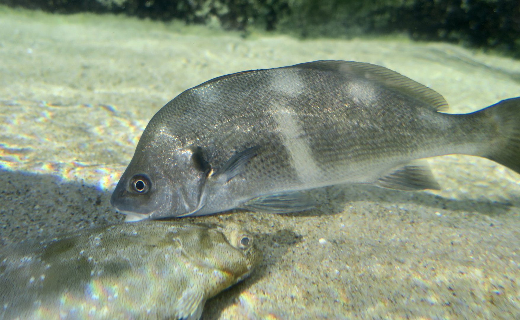 Black Croaker (Cheilotrema saturnum)