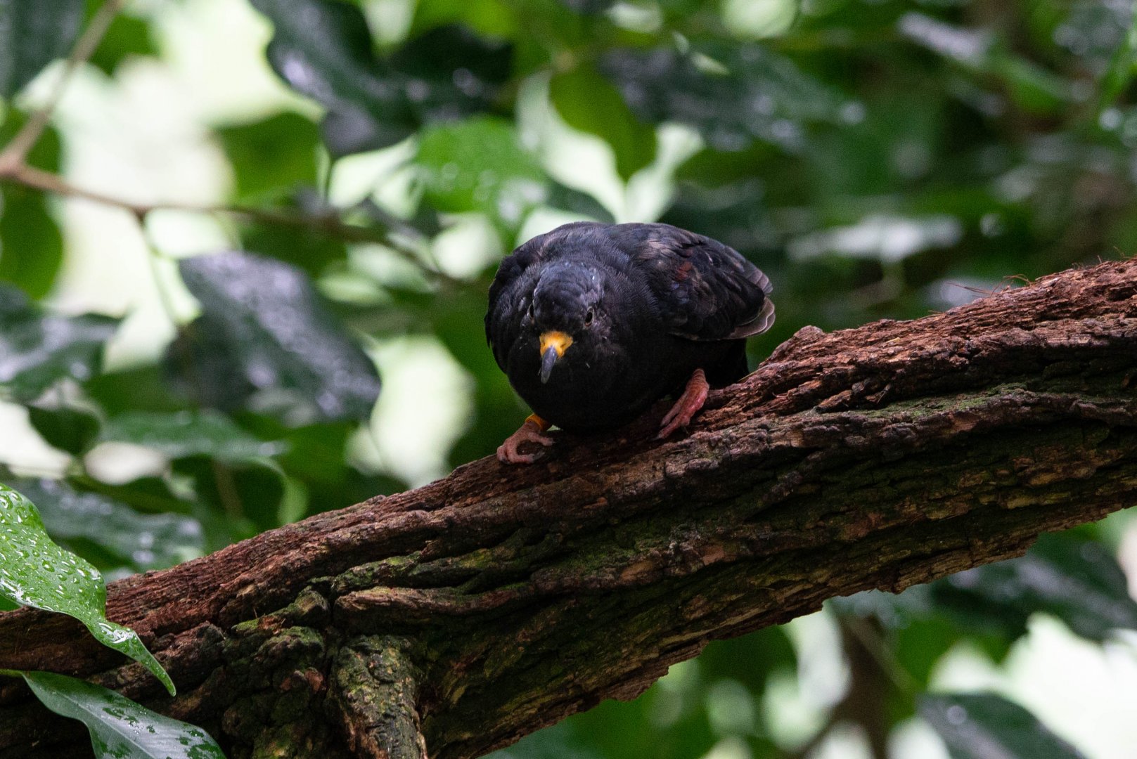 Black Croaking Ground Dove- (Columbina cruziana)