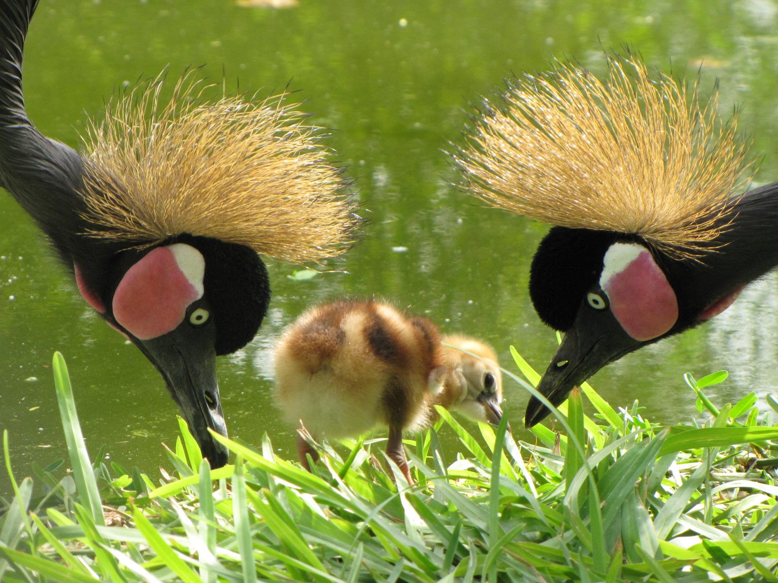 Black cromed crane Family