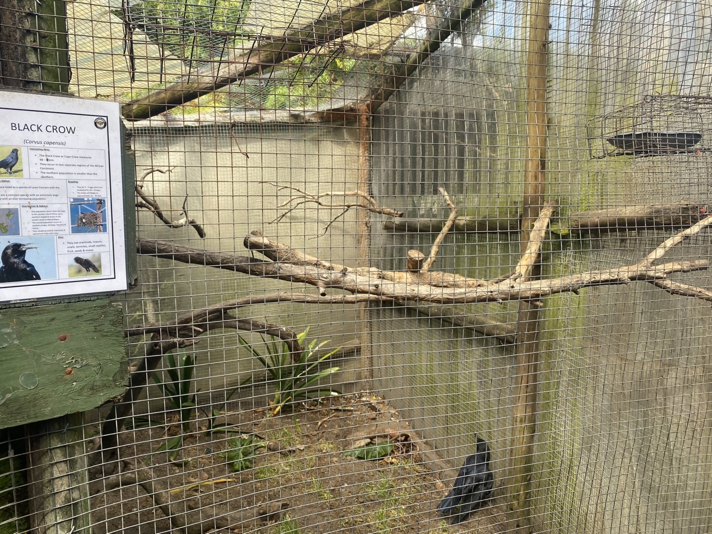 Black Crow Exhibit