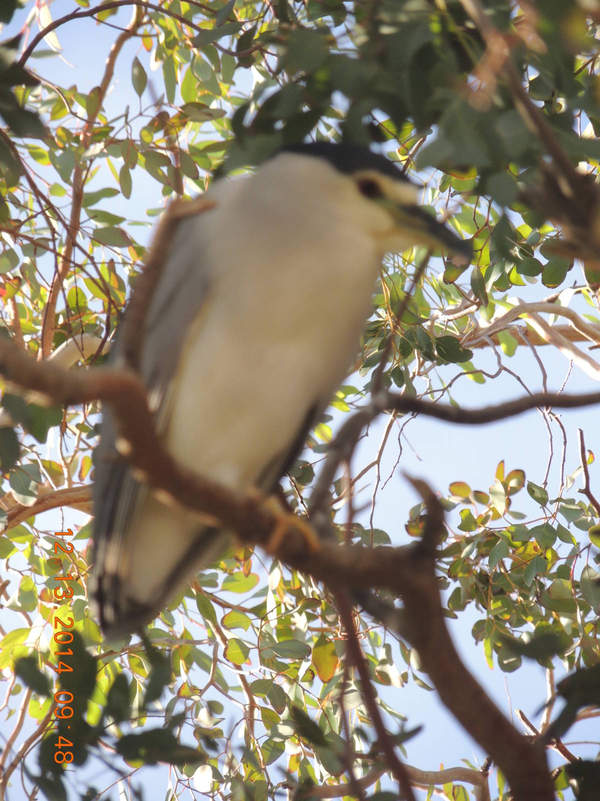 black crown night heron