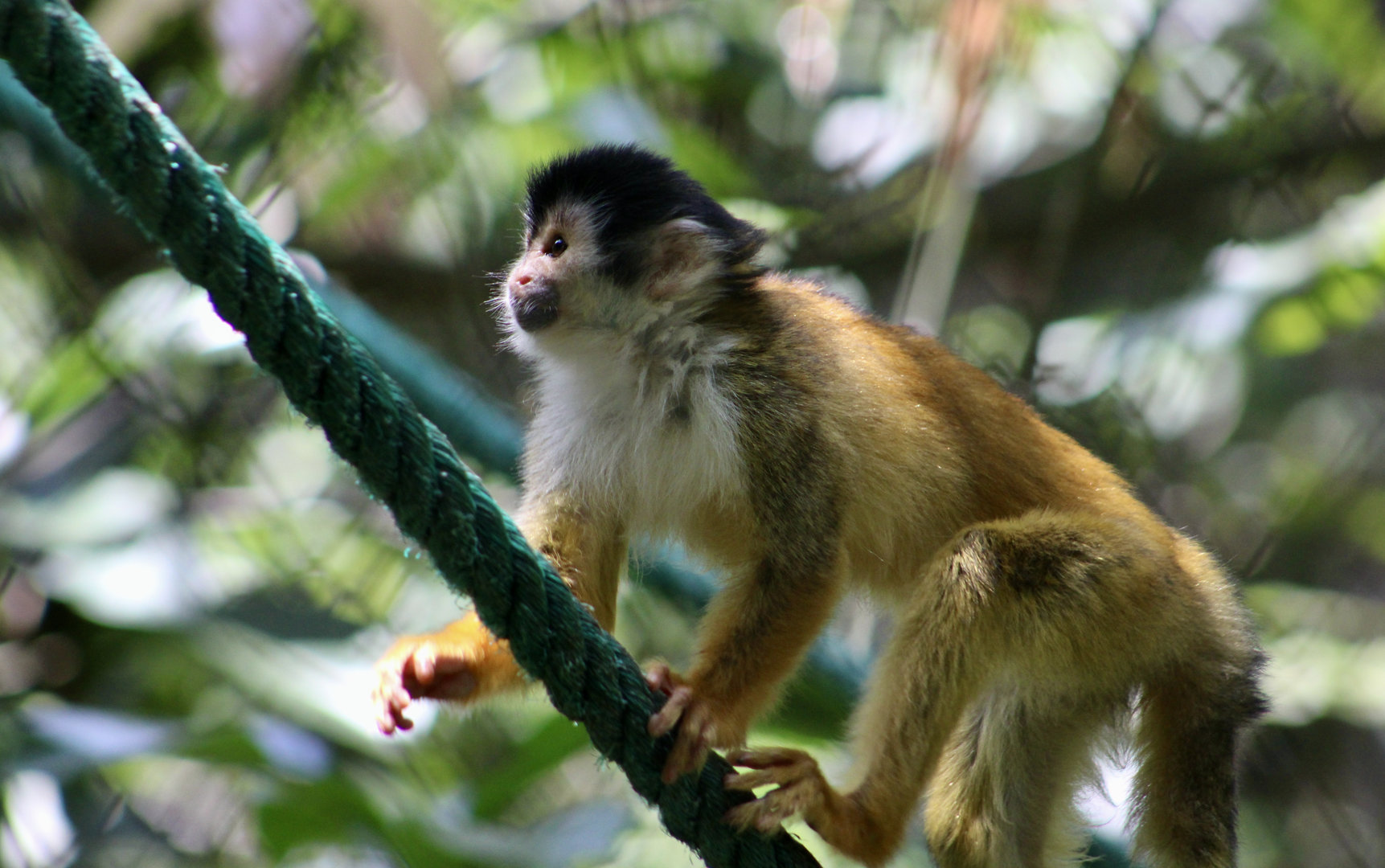 Black-Crowned Central American Squirrel Monkey (Saimiri oerstedii oerstedii)