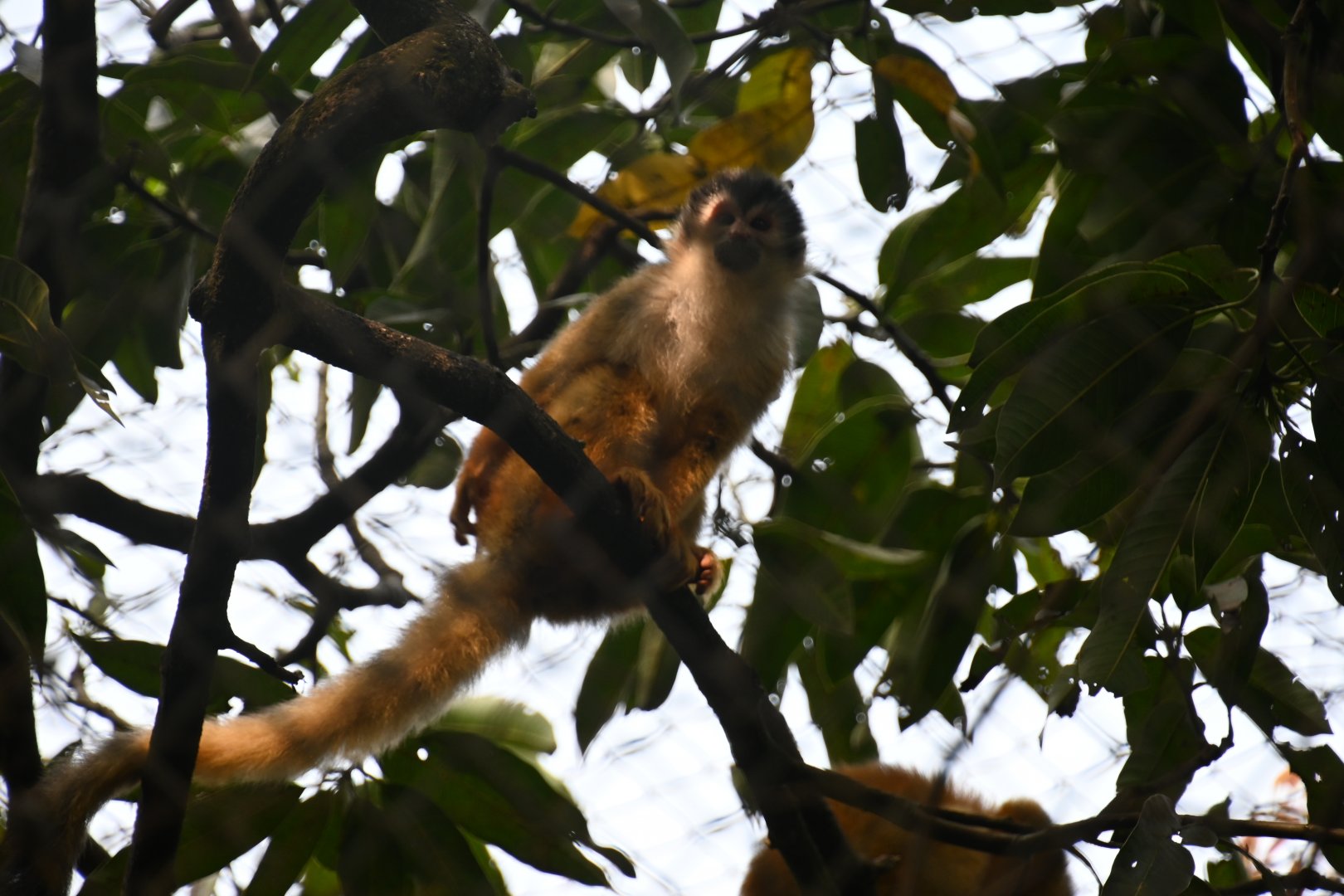 Black-crowned Central American squirrel monkey (Saimiri oerstedii oerstedii)