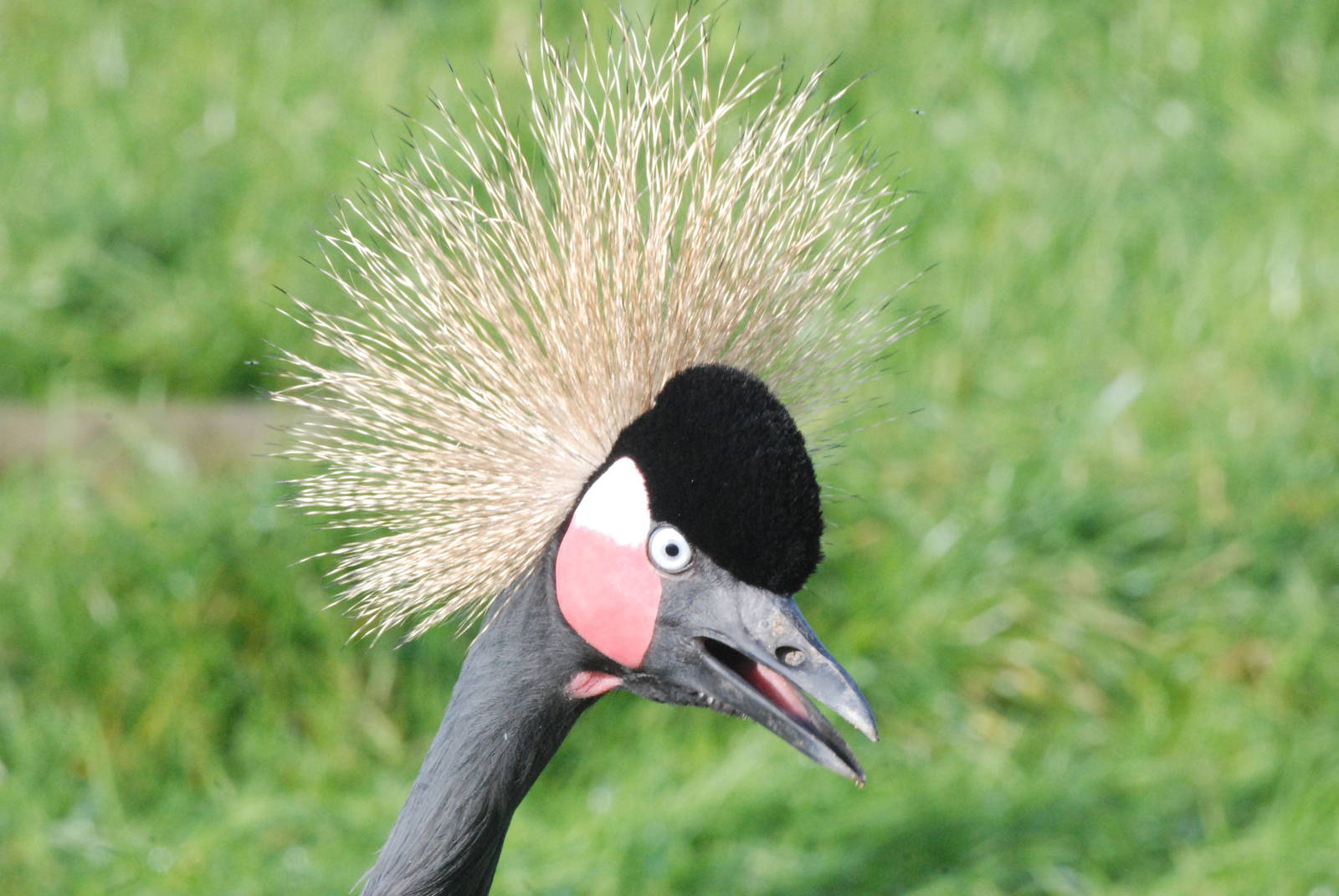 Black Crowned Crane at Blackbrook, 28/10/11
