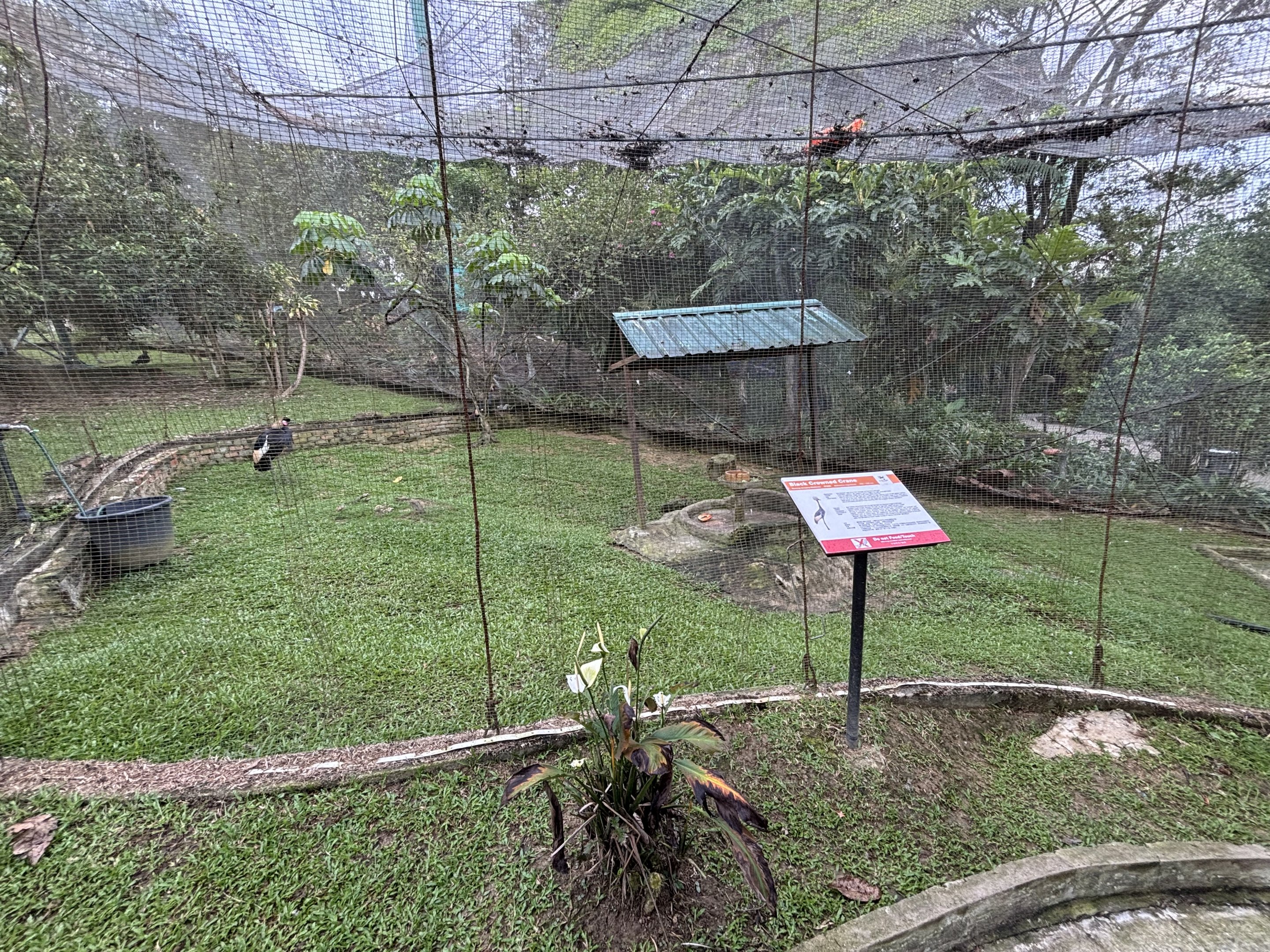 Black Crowned Crane Aviary