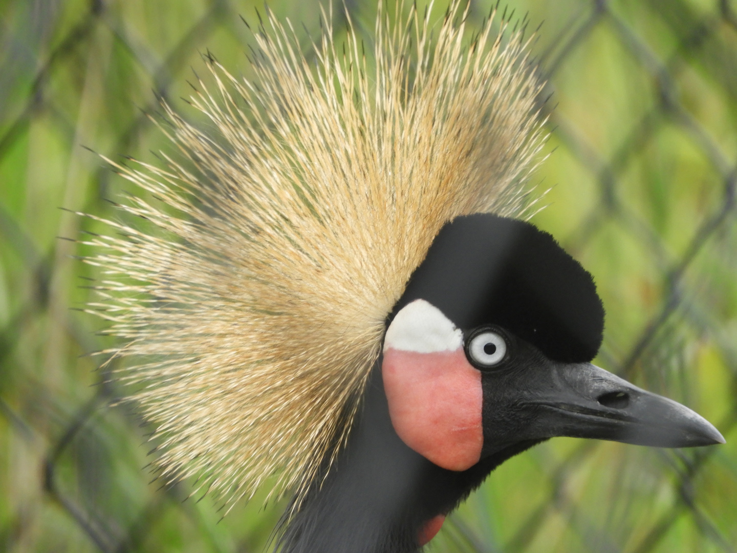 Black Crowned Crane (Balearica pavonina)