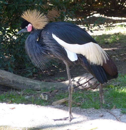 Black crowned crane (Balearica pavonina)