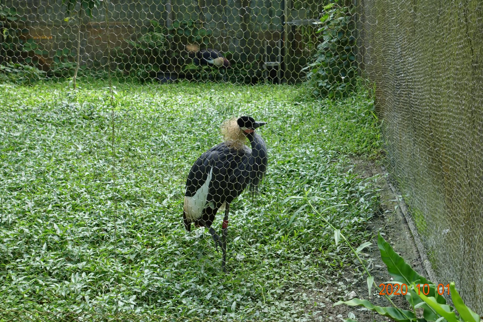 Black Crowned Crane (Balearica pavonina)