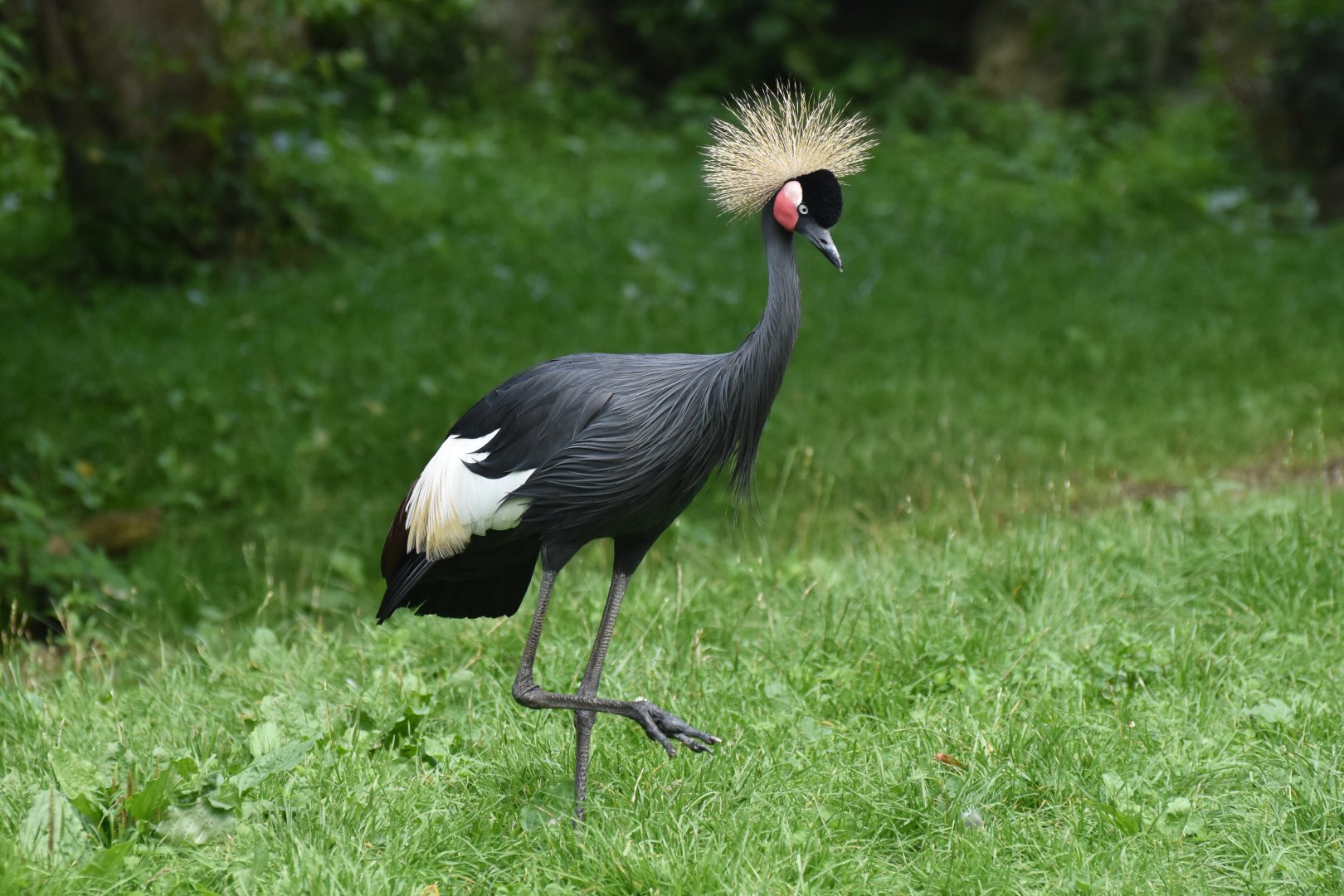 Black Crowned-Crane Balearica pavonina