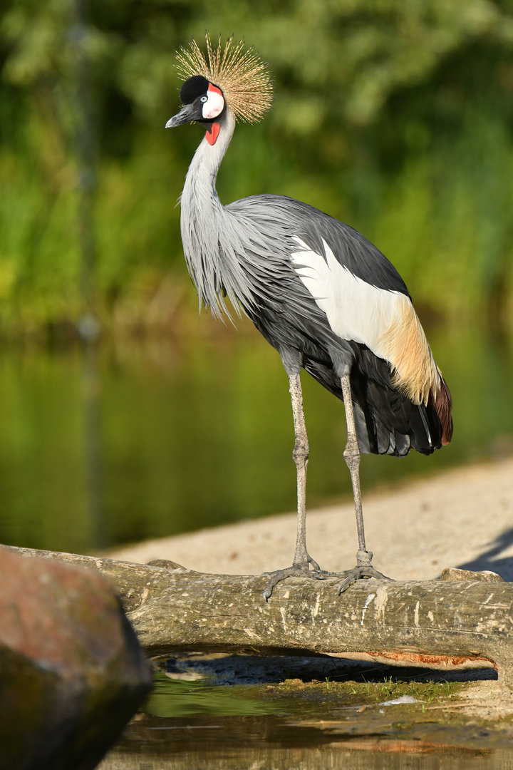 Black crowned crane (Balearica pavonina)