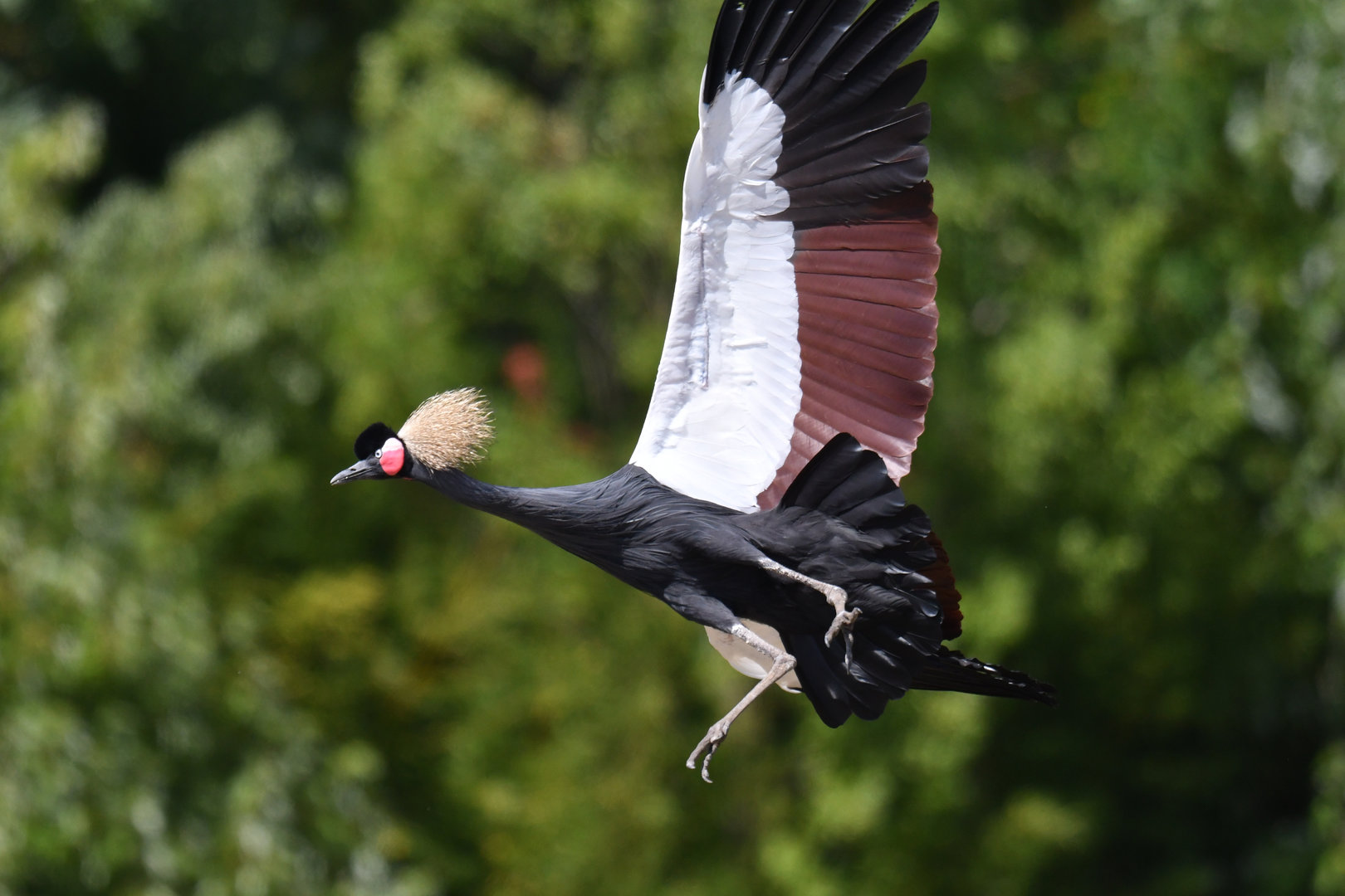 Black Crowned-Crane Balearica pavonina
