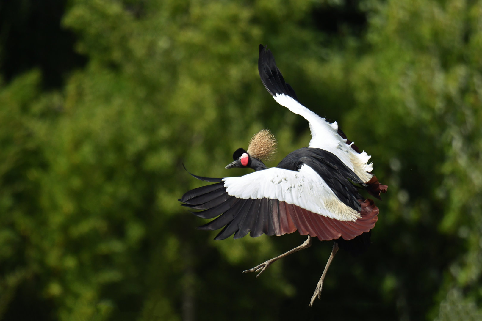 Black Crowned-Crane Balearica pavonina