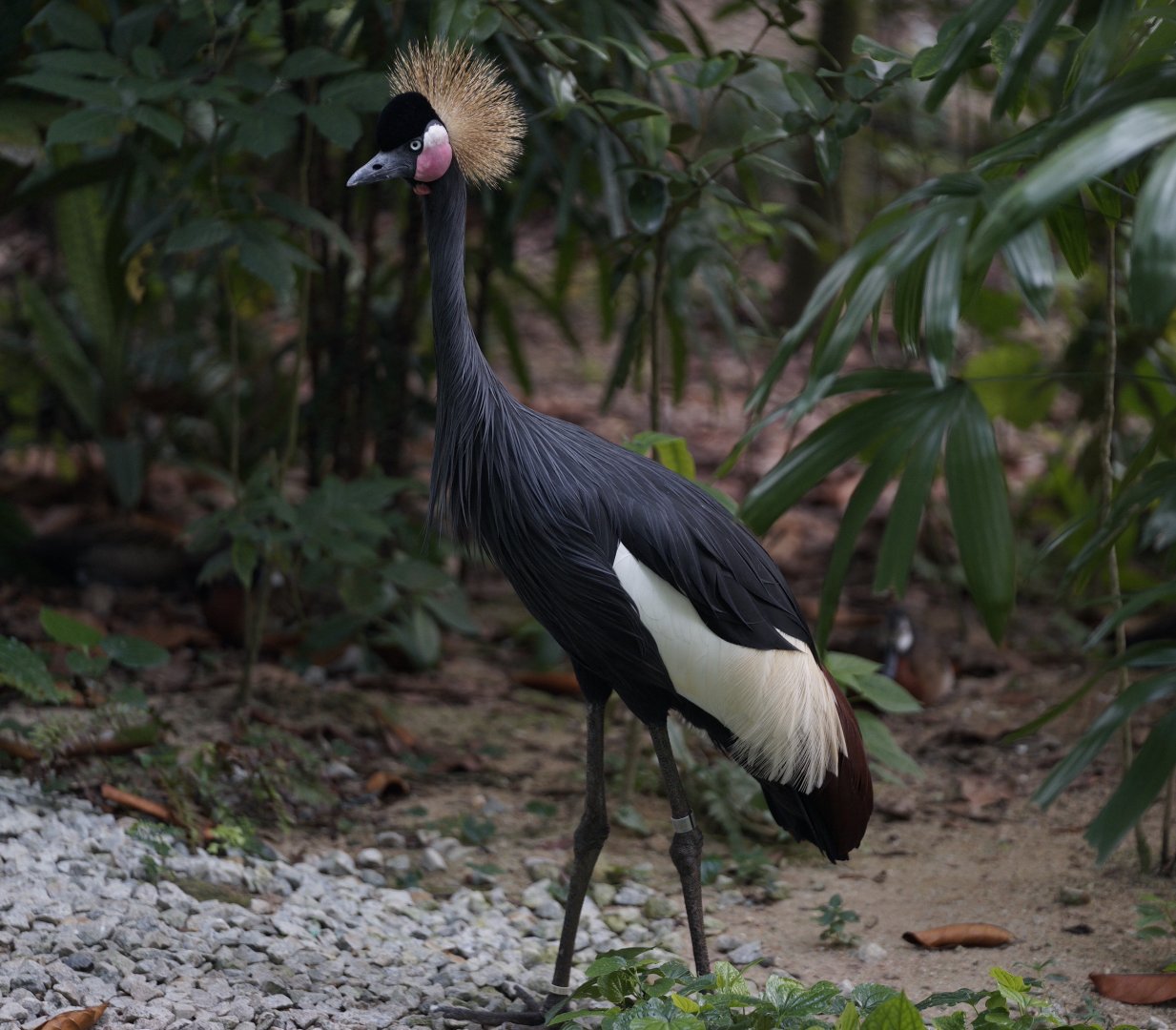 Black Crowned-Crane (Balearica pavonina)