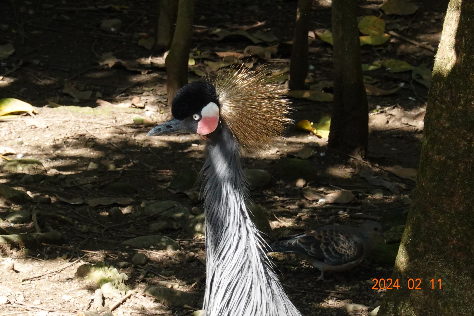 Black-crowned Crane (Balearica pavonina)