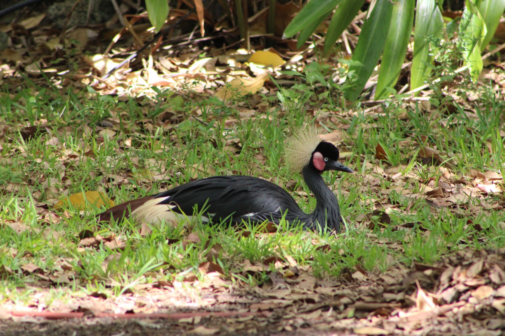 Black-Crowned Crane (Balearica pavonina)