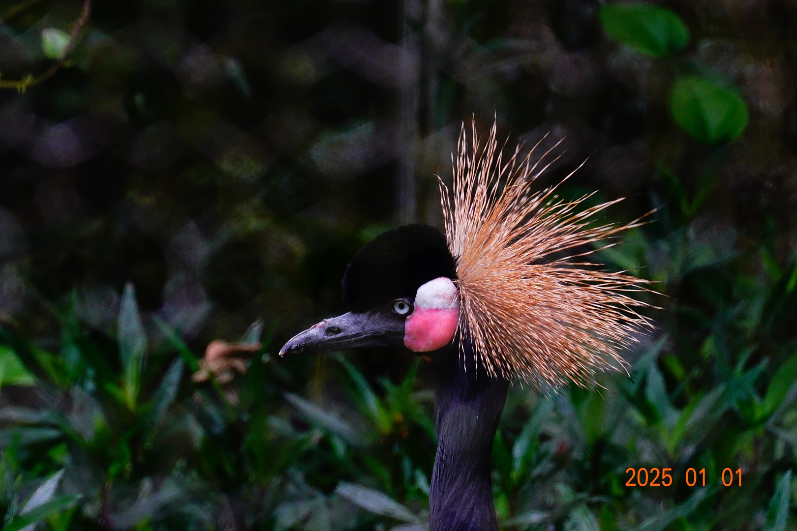 Black Crowned Crane (Balearica pavonina)