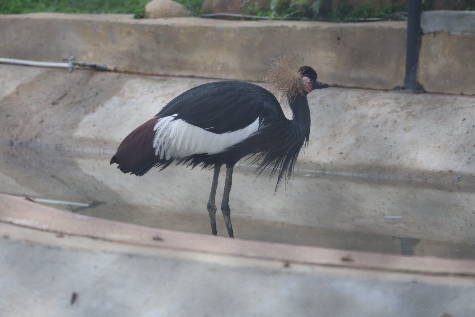 Black crowned crane (Balearica pavonina)