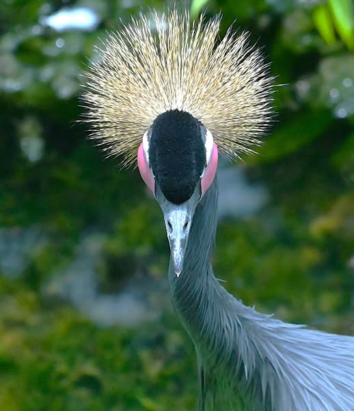 Black Crowned Crane (Balearica pavonina)