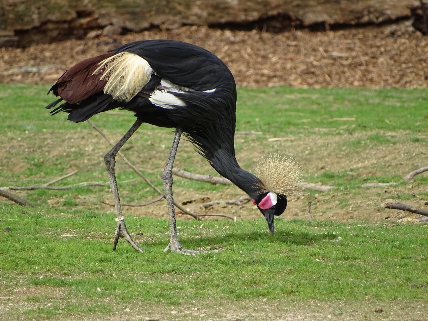 Black crowned crane (Balearica pavonina)