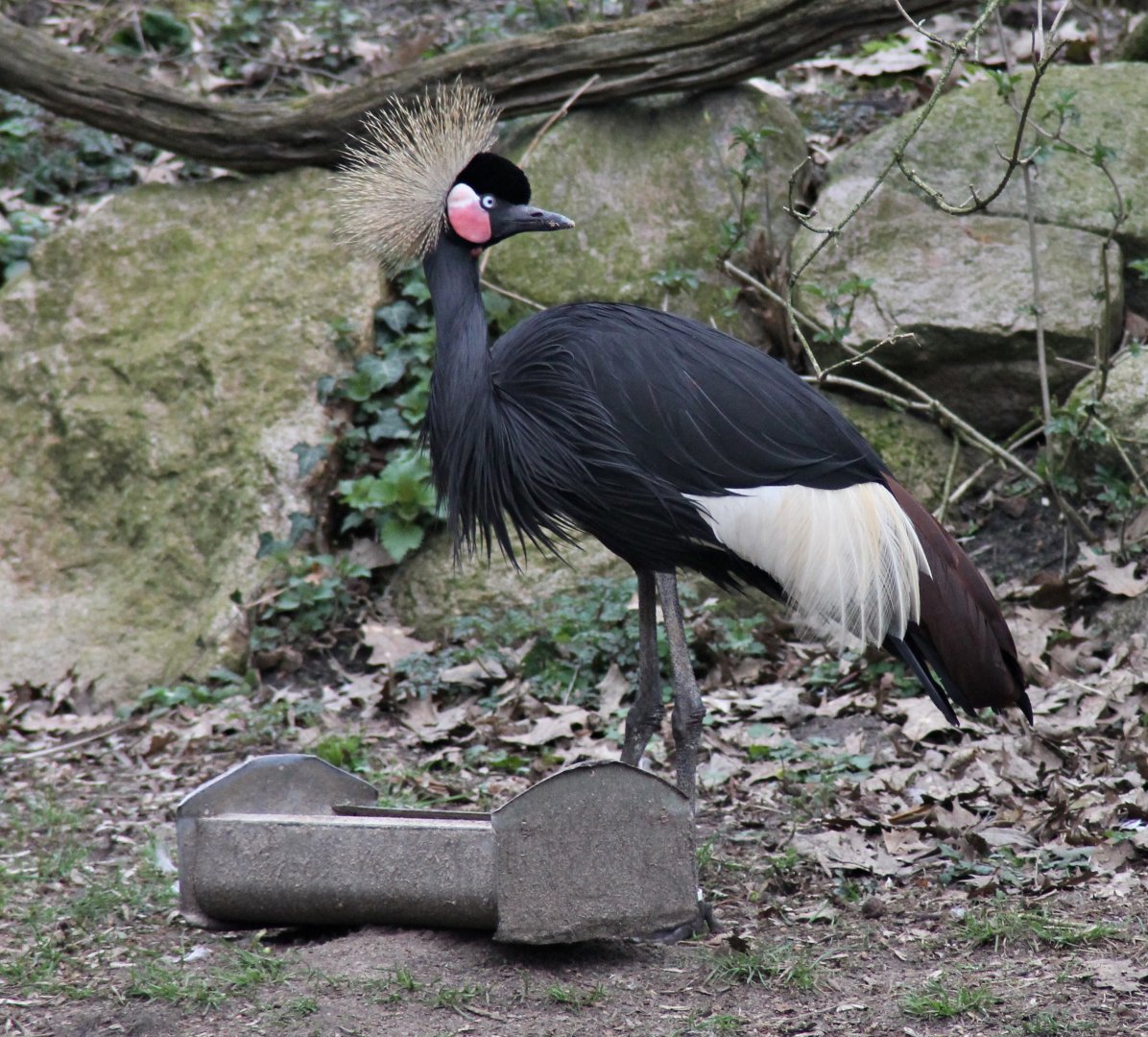 Black crowned crane (Balearica regulorum)
