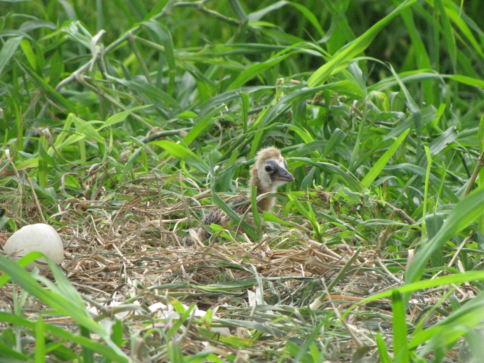 Black crowned crane chick in kuwait zoo