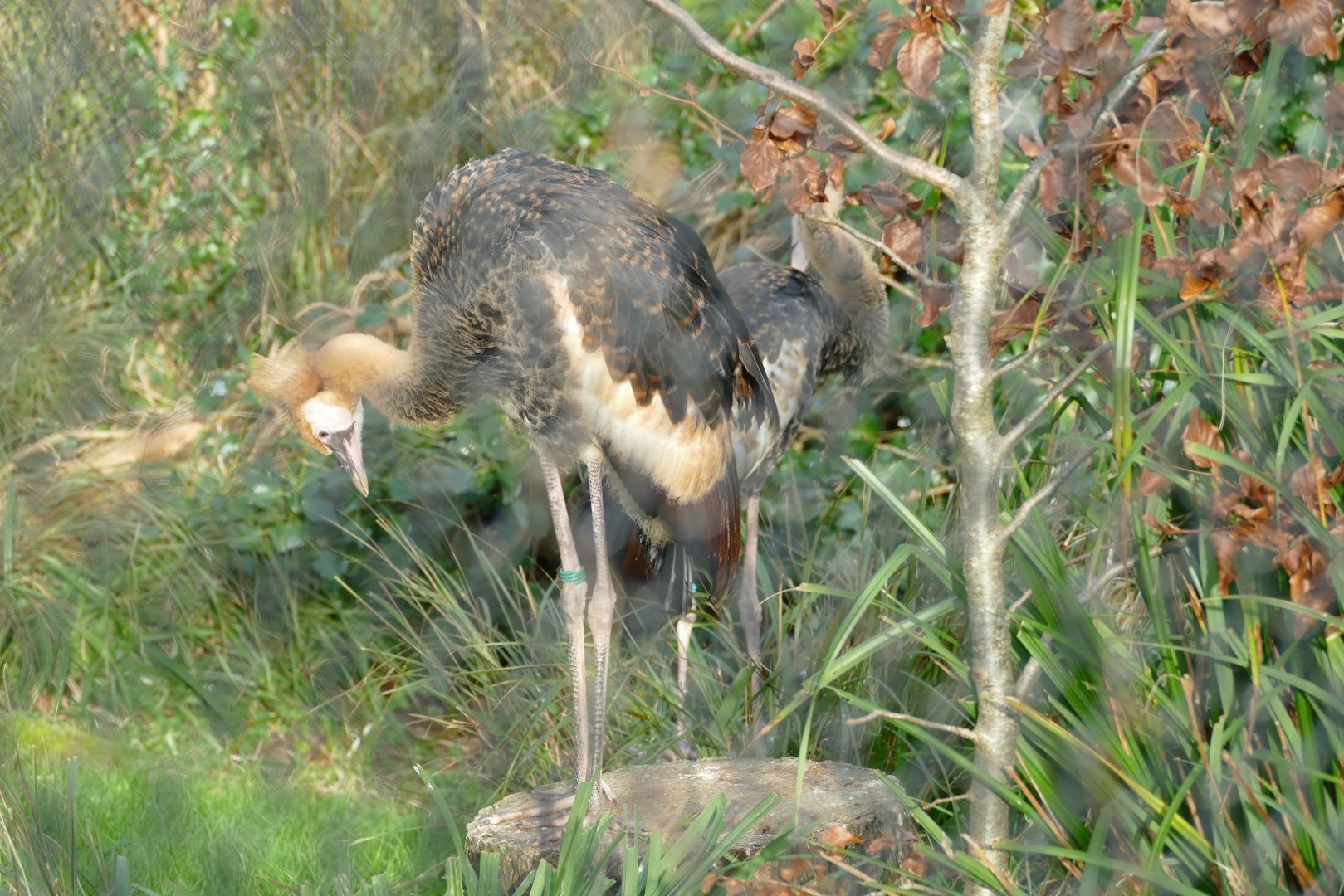 Black crowned crane chicks, January 2019