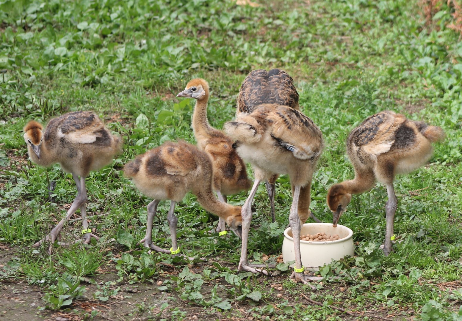 Black crowned crane-chicks