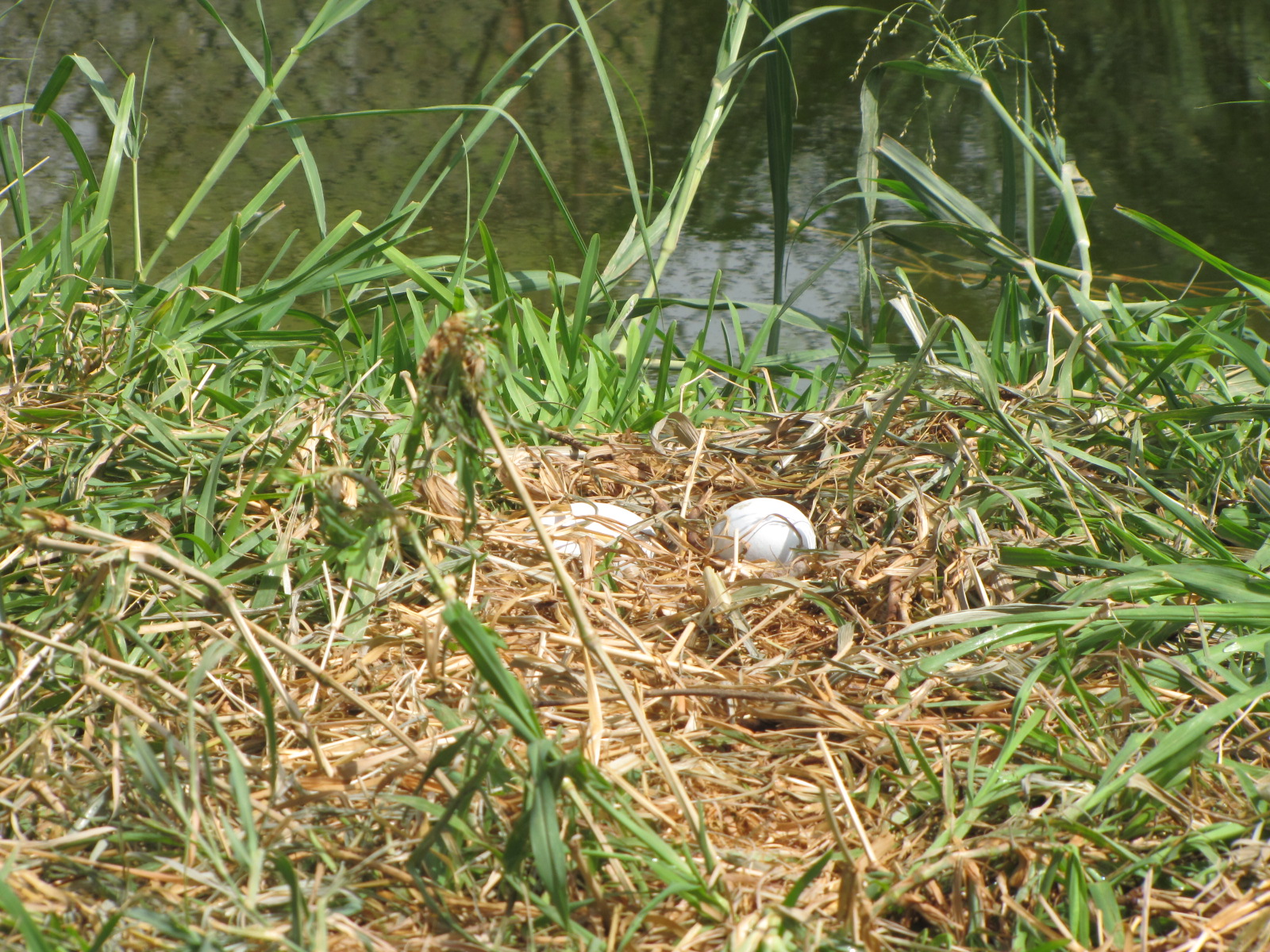 Black crowned-crane eggs